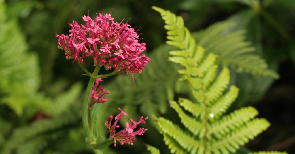 Red Valerian