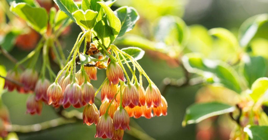 Redvein Enkianthus