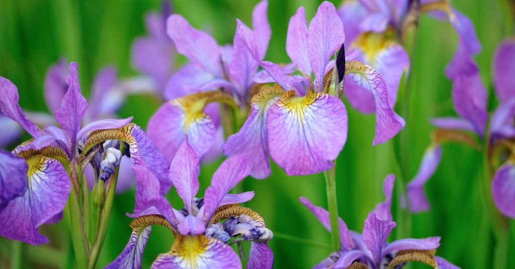 Reticulated iris