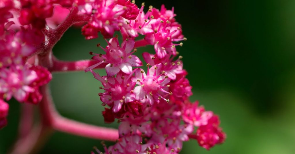 Rodgersia