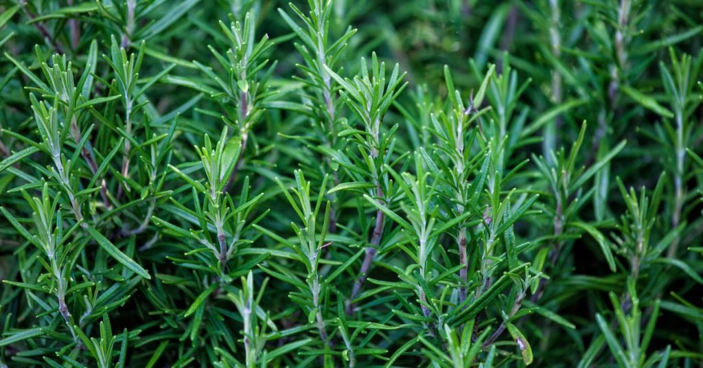 Rosemary