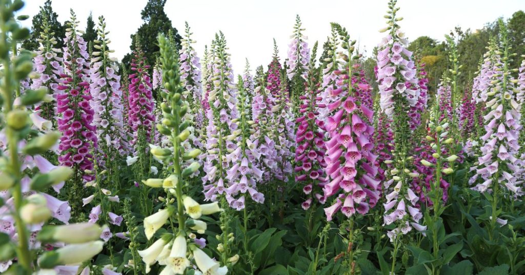 Rusty Foxglove