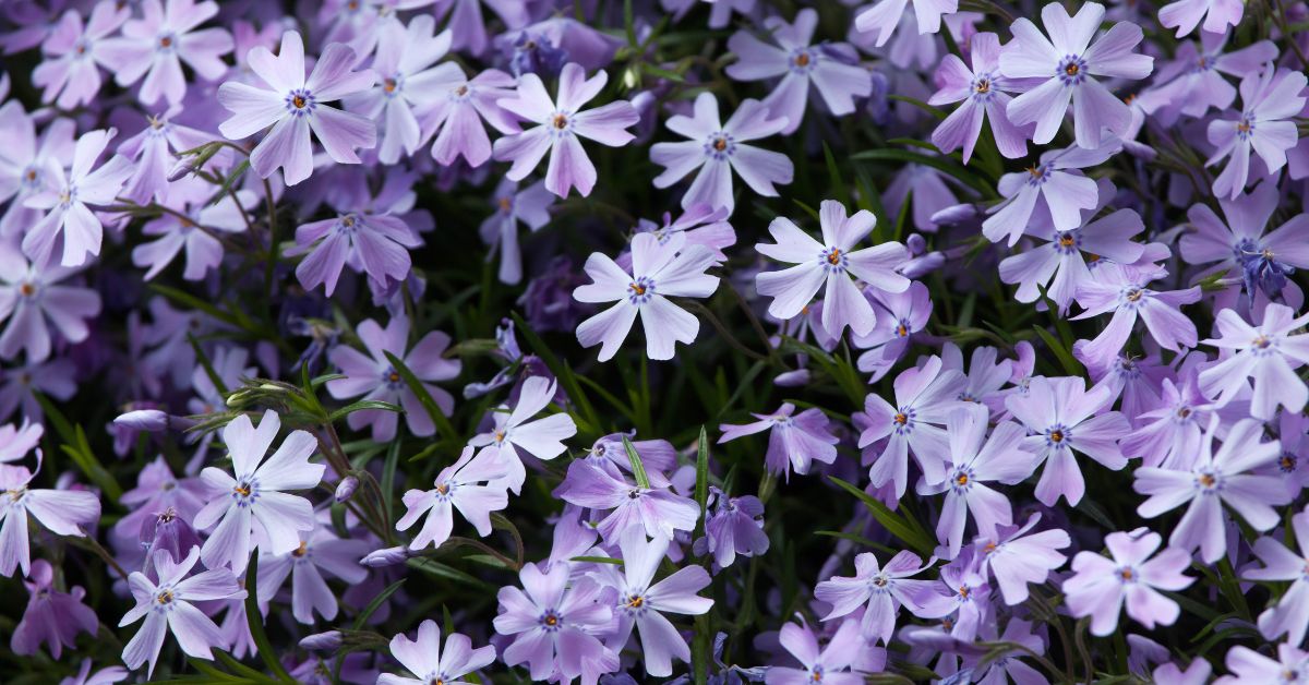 40 Flowers That Start With S (With Photos)