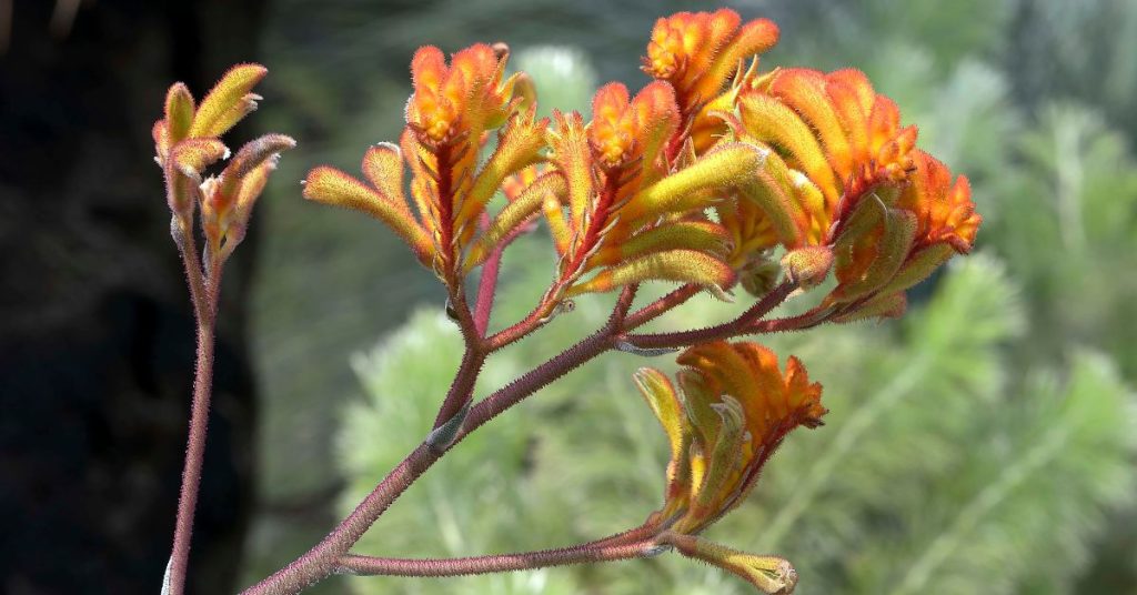 Tall Kangaroo Paw