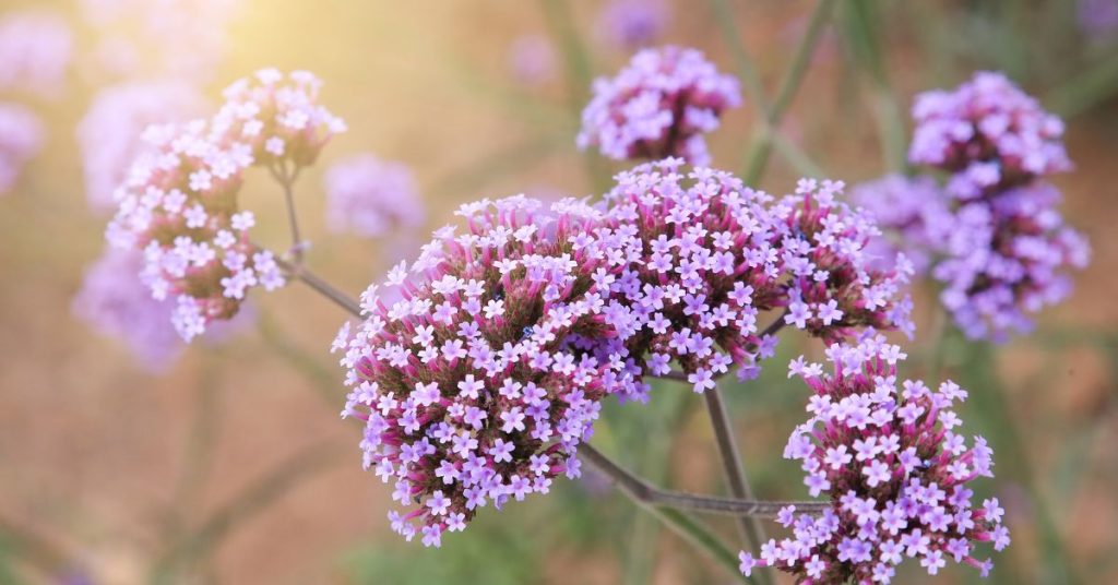 Tall Verbena