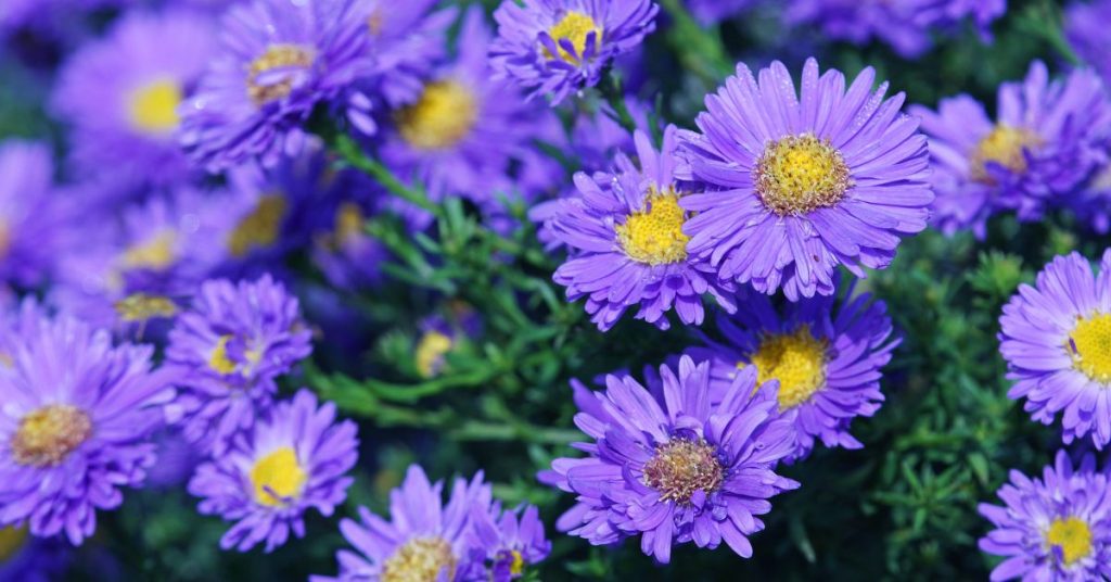 Tartarian Aster