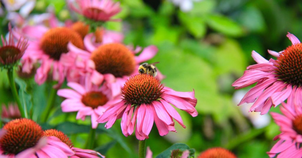 Tennessee Coneflower