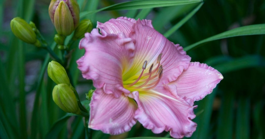 Tetraploid Daylily