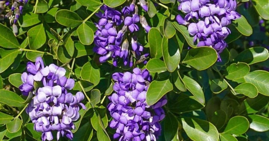 Texas Mountain Laurel