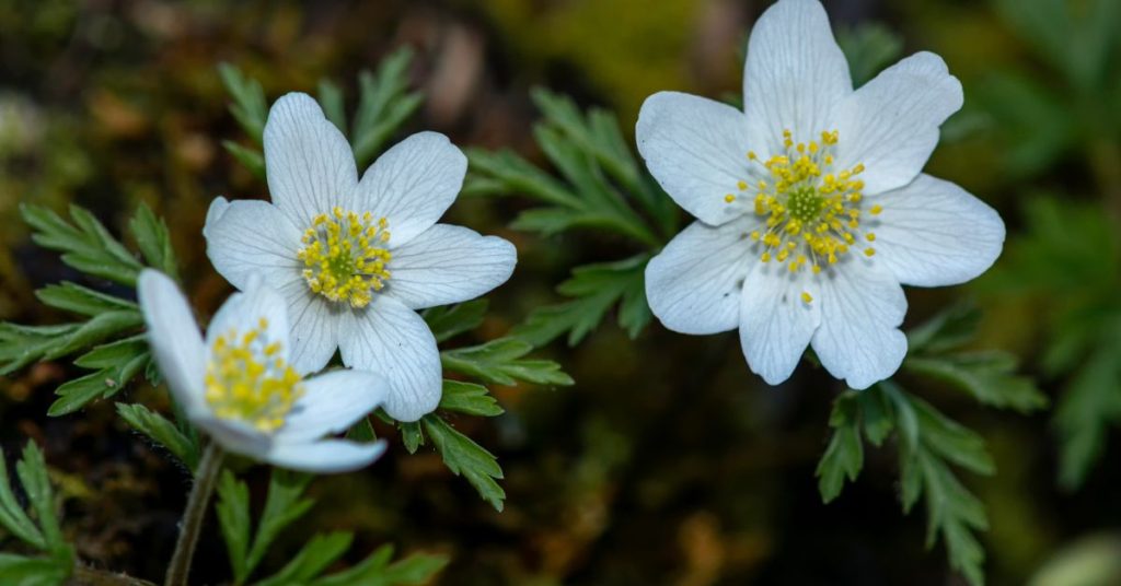 Thimbleweed