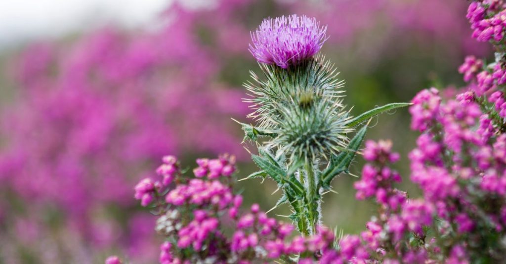 Thistle