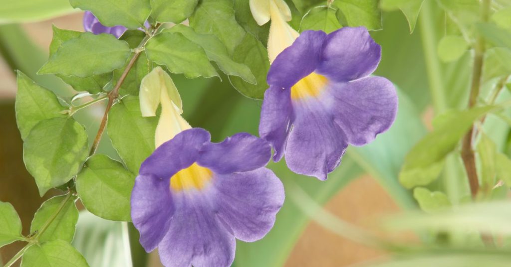 Thunbergia