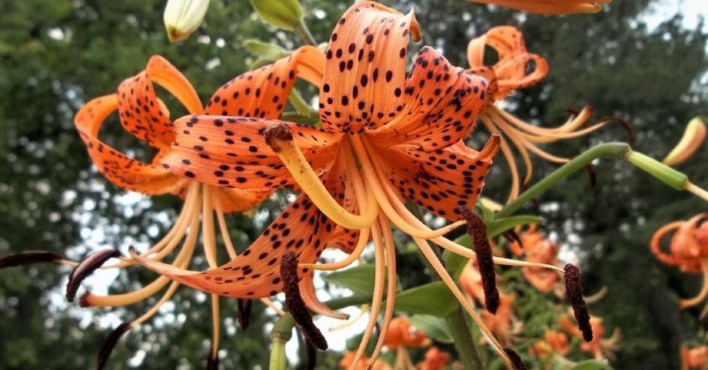 Tiger Lily