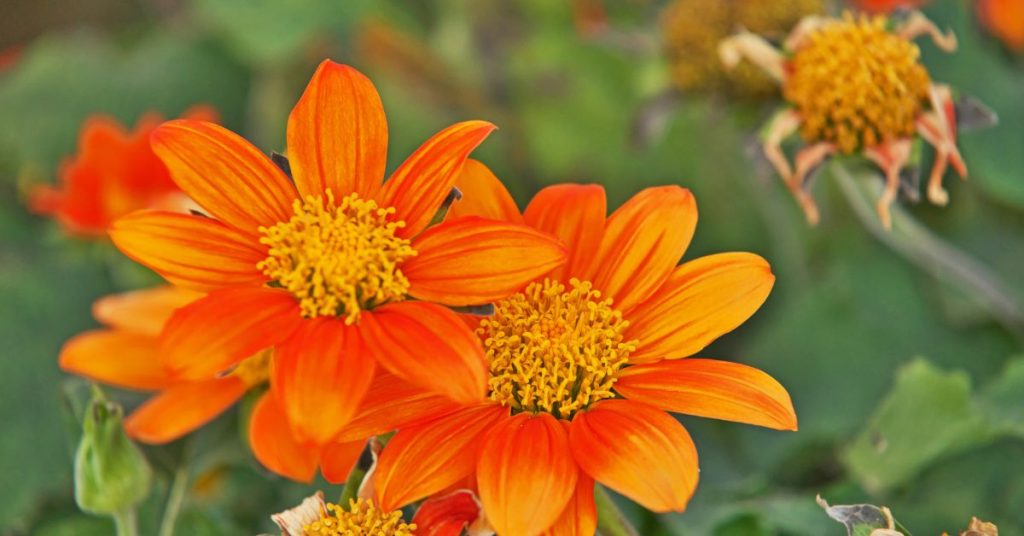 Tithonia