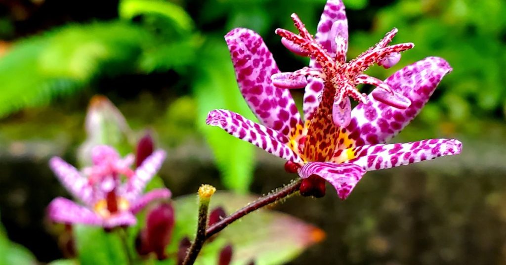 Toad lily