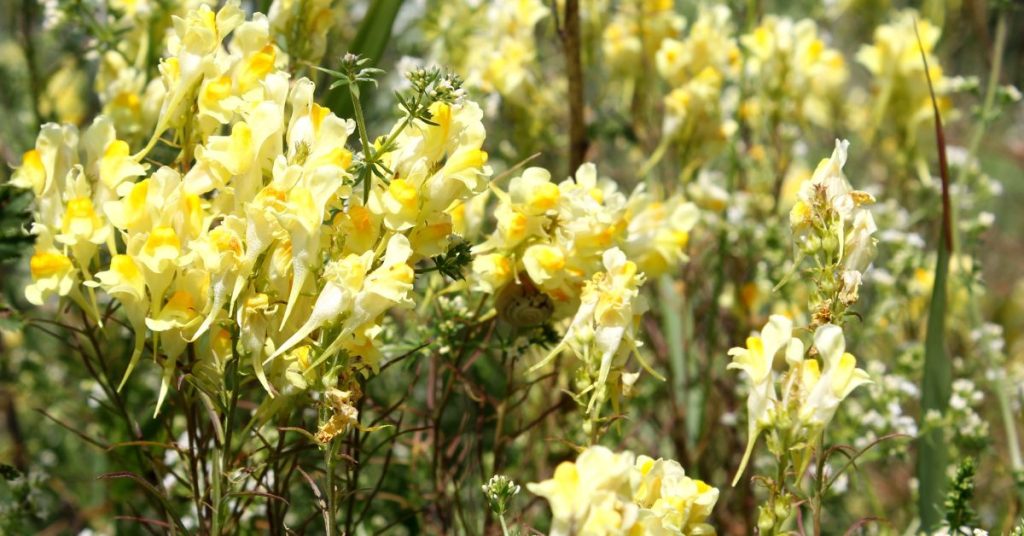 Toadflax