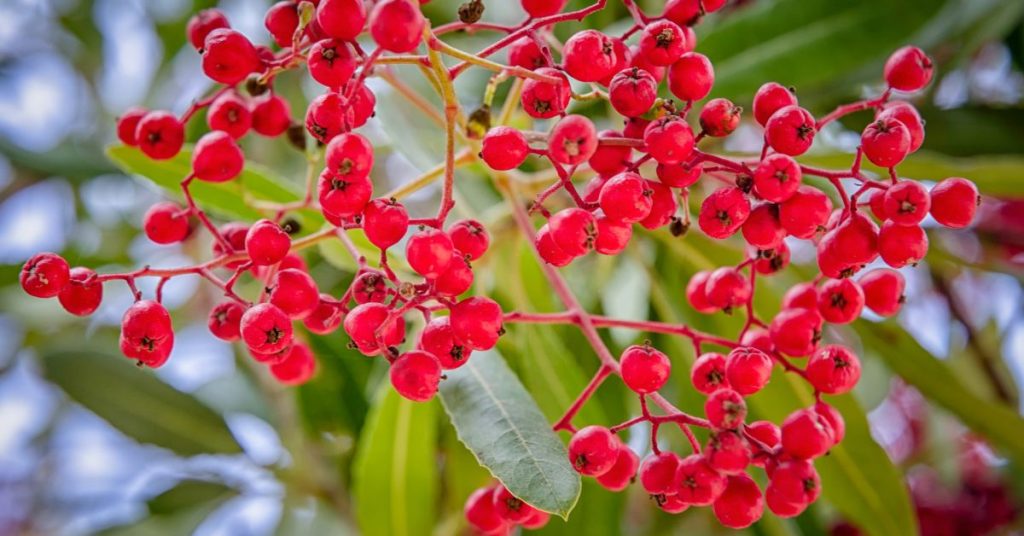 Toyon Shrub