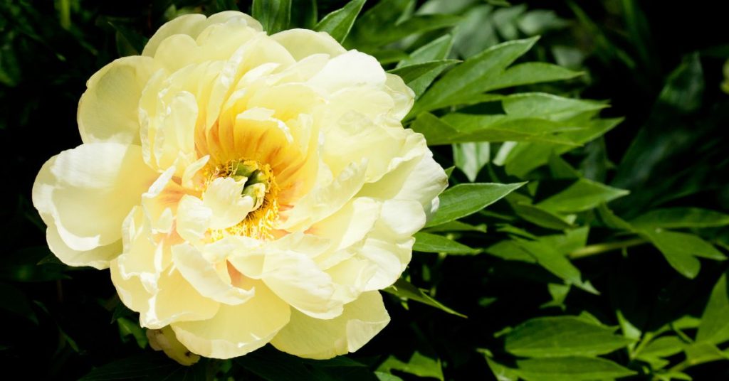 Tree Peony