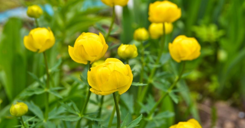 Trollius