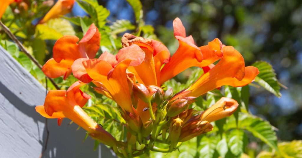 Trumpet Vine