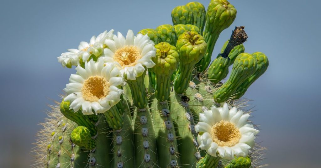 Uinta-Cactus