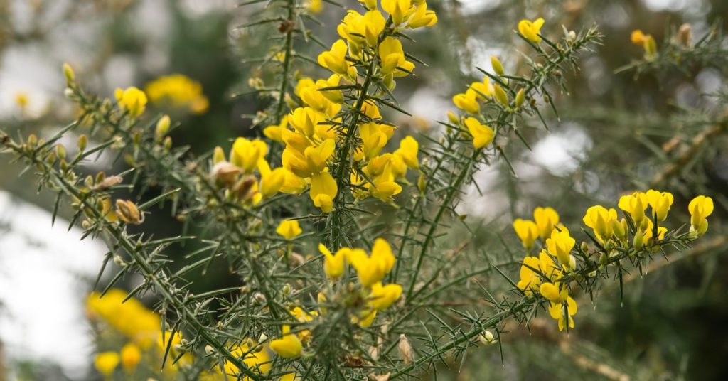 Ulex-Europaeus