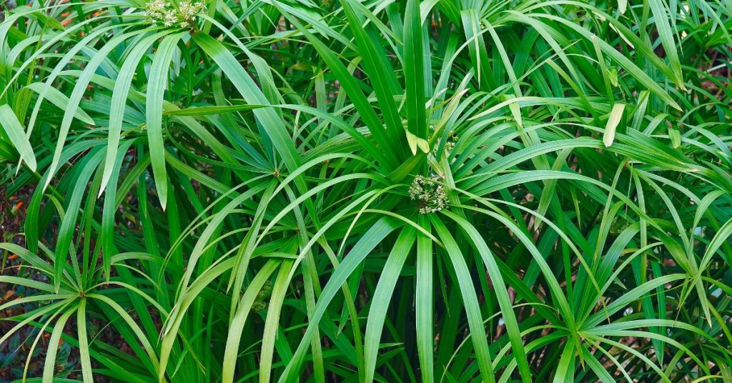 Umbrella sedge