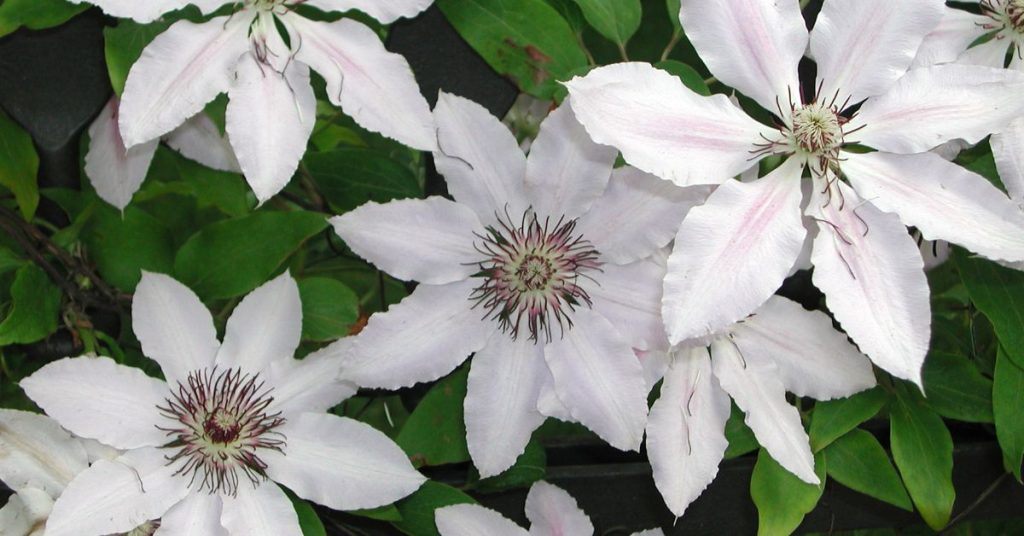 Upright clematis