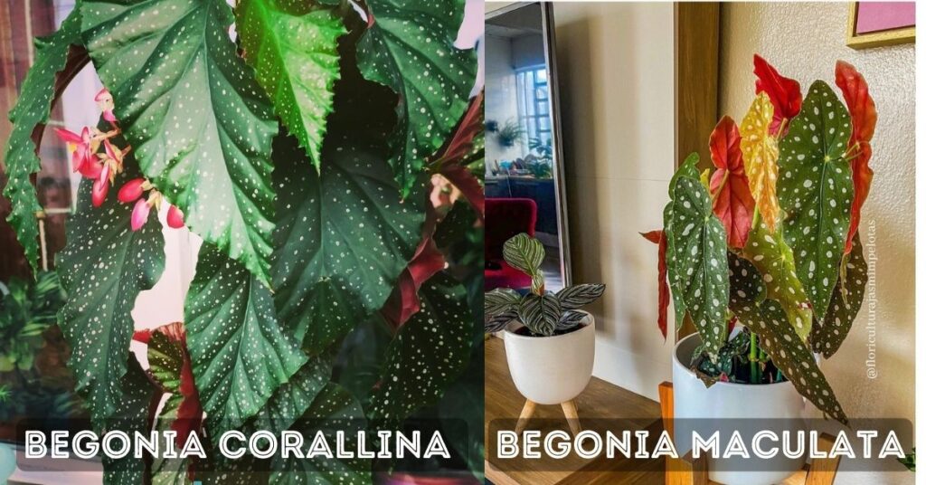 What is the difference between Begonia Corallina and Maculata?