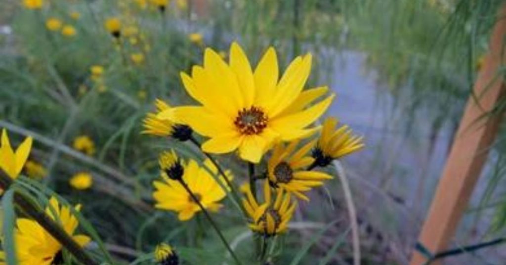 Willow-leaved Sunflower
