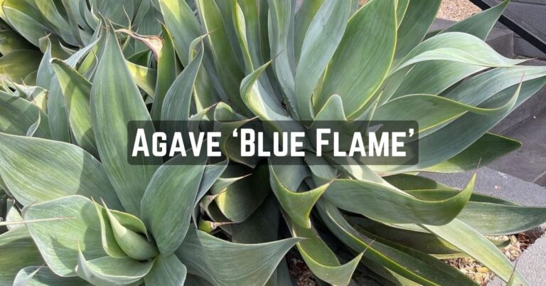 Agave ‘Blue Flame’