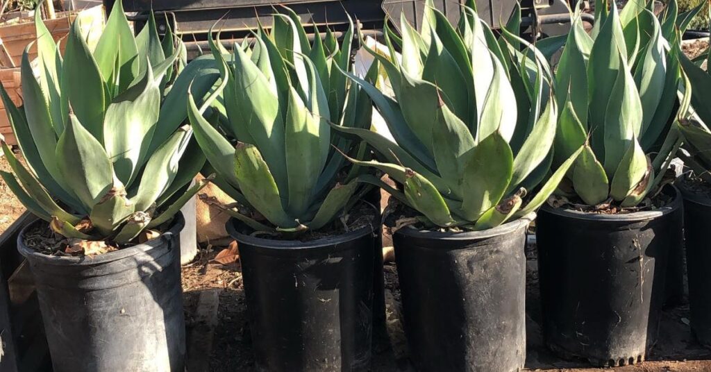 Agave ‘Blue Flame’ Pruning