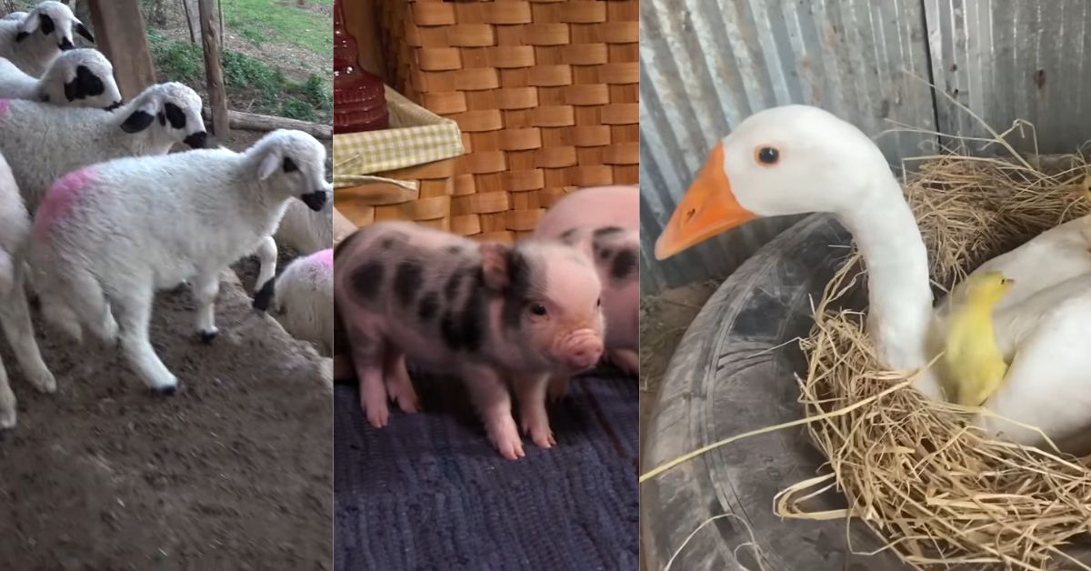 Best Farm Animals For Pets KidsFriendly Farm Animals