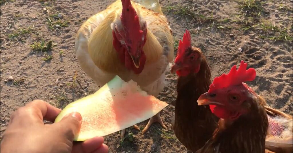 Chickens pecking at watermelon rinds