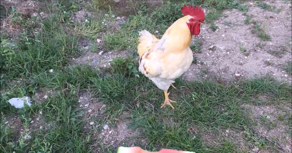 How to Keep Chickens Quiet (Proven Strategies)