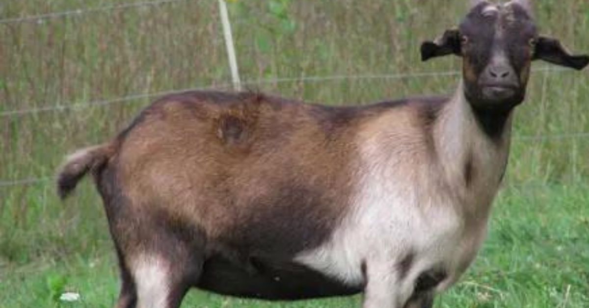 Why Does My Goat Have Dandruff?