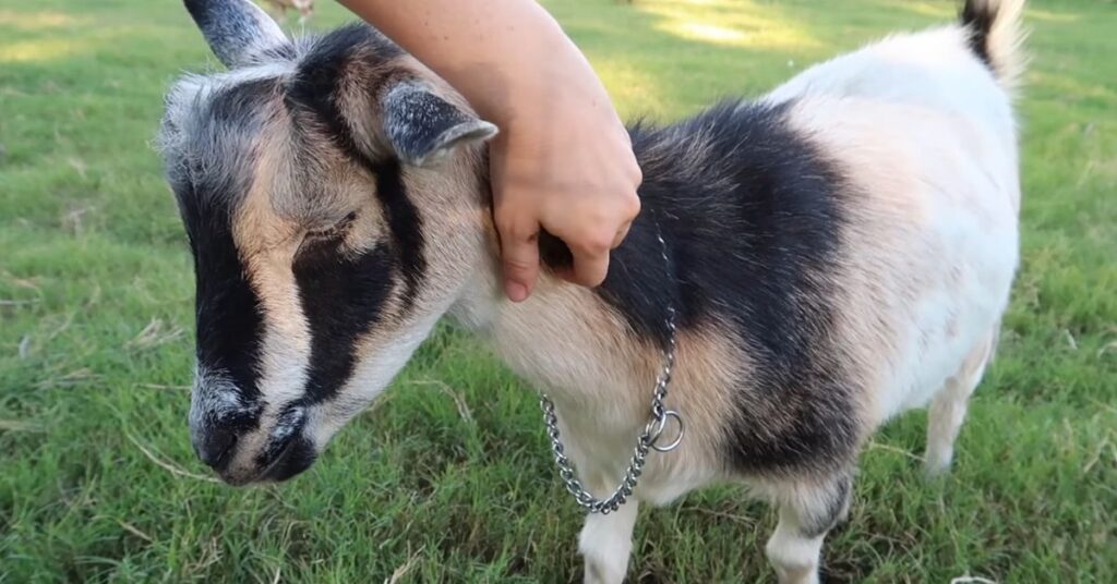 Nigerian Dwarf