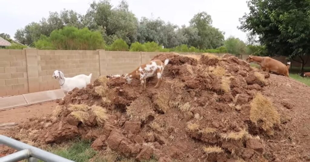 goats standing on a rock