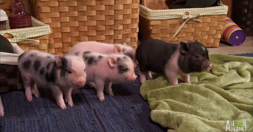 Pot-Bellied Pigs