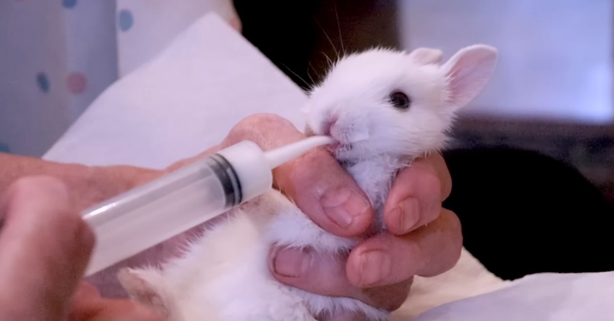 Why Do Rabbits Eat Their Babies? How to Prevent It