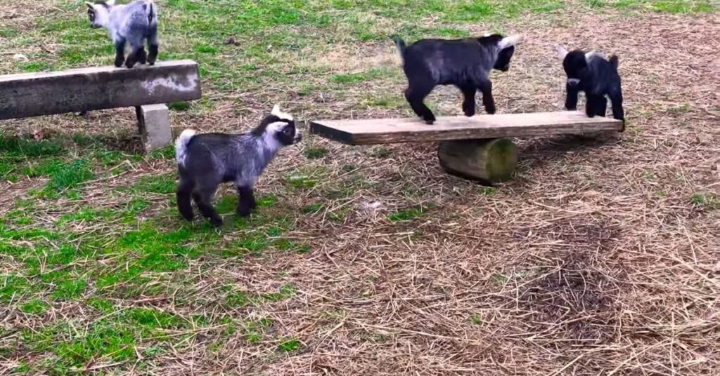 Pygmy Goats