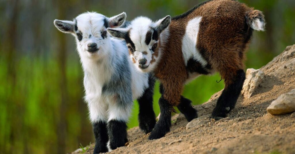 Pygmy goat