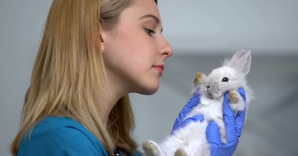 Why Do Rabbits Eat Their Babies? How to Prevent It