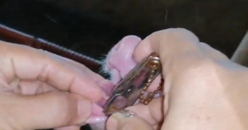 Pigs Tooth Clipping