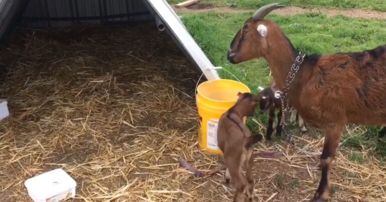 What Can Baby Goats Eat?