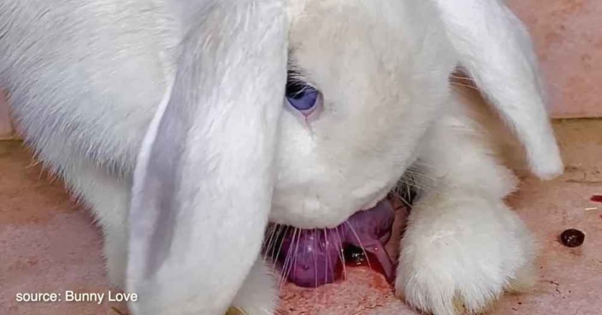 Why Do Rabbits Eat Their Babies? How to Prevent It