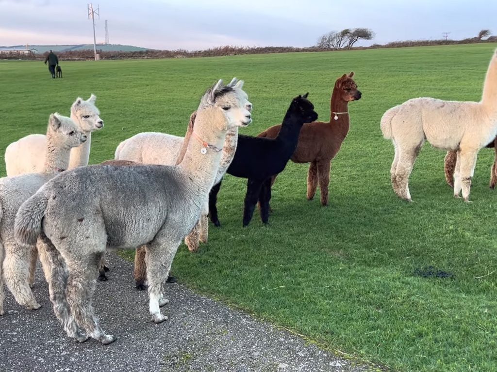 alpacas grazing in the orchard