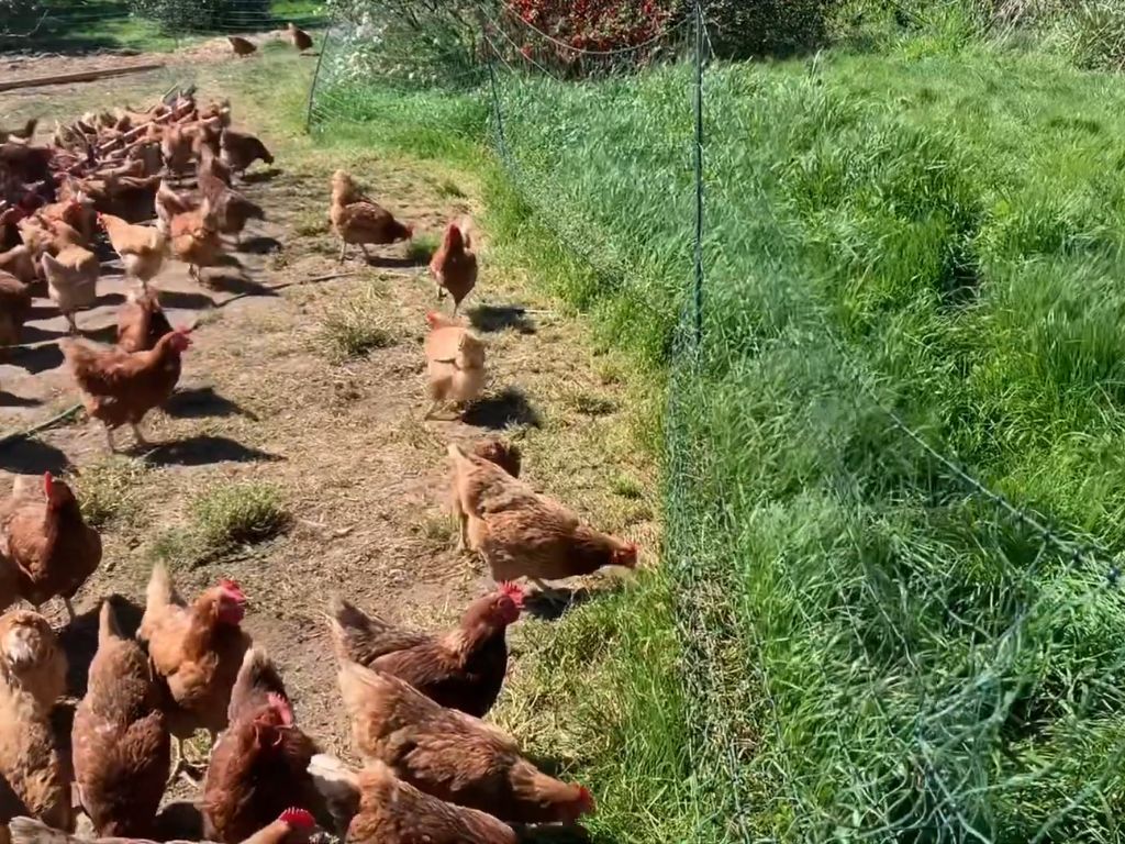  chickens grazing around their mobile coop
