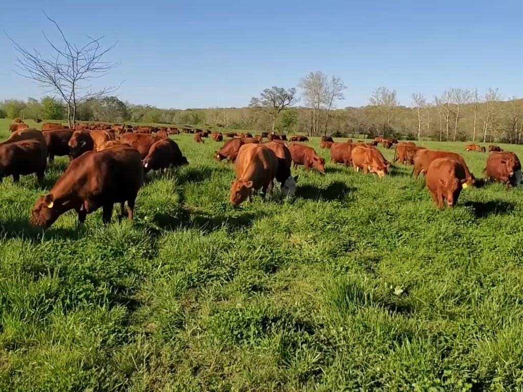 cows grazing in the back pasture