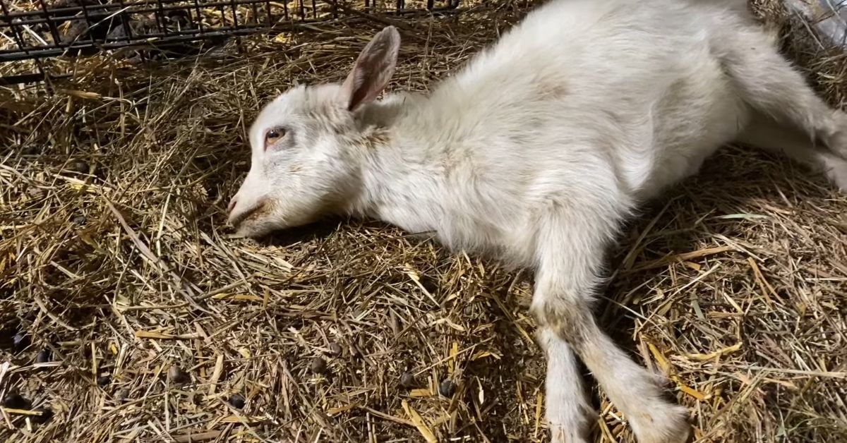 Baby Goats Dying What’s Happening and How To Stop It